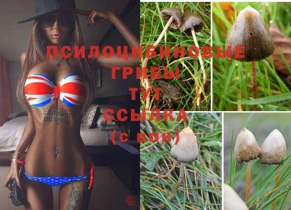 гидра Алексин